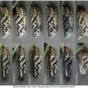 melit didyma pupa3 volg2